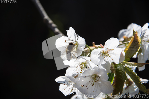 Image of Apple Blossom in April