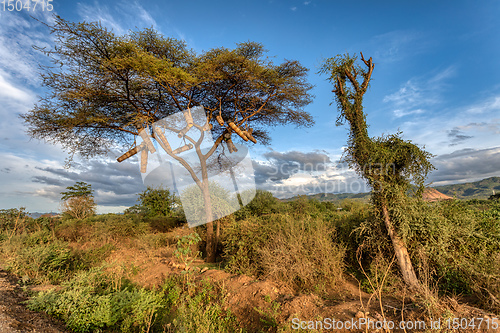 Image of Acacia With Bee hives, Ethiopia, Africa