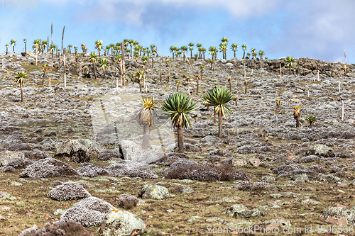 Image of giant Lobelia plant in Bale Mountain, Ethiopia