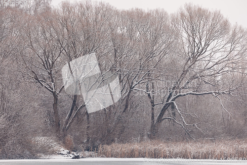 Image of Winter landscape covered with snowfall