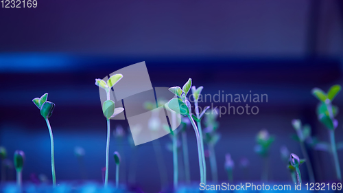 Image of The young seedlings of cucumbers in tray.