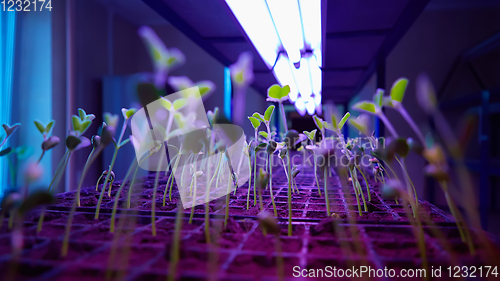 Image of The young seedlings of cucumbers in tray.