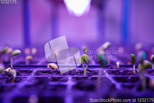 Image of The young seedlings of cucumbers in tray.