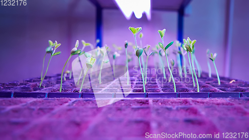 Image of The young seedlings of cucumbers in tray.