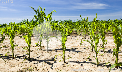 Image of agricultural field with green corn