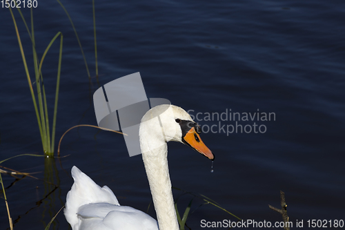 Image of real swans