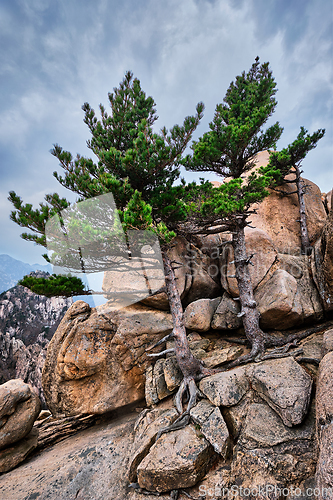 Image of Rock with pine trees in Seoraksan National Park, South Korea