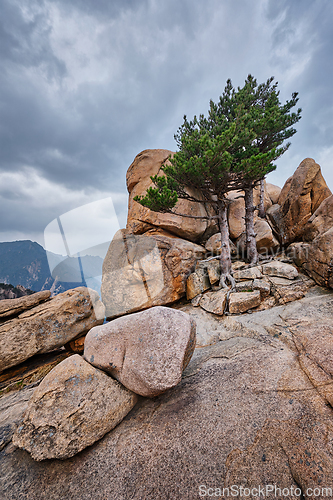 Image of Rock with pine trees in Seoraksan National Park, South Korea