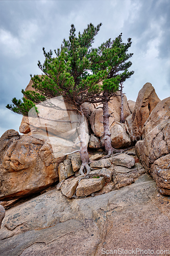 Image of Rock with pine trees in Seoraksan National Park, South Korea