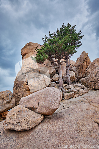 Image of Rock with pine trees in Seoraksan National Park, South Korea