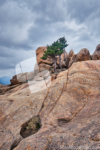 Image of Rock with pine trees in Seoraksan National Park, South Korea