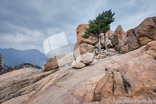 Image of Rock with pine trees in Seoraksan National Park, South Korea