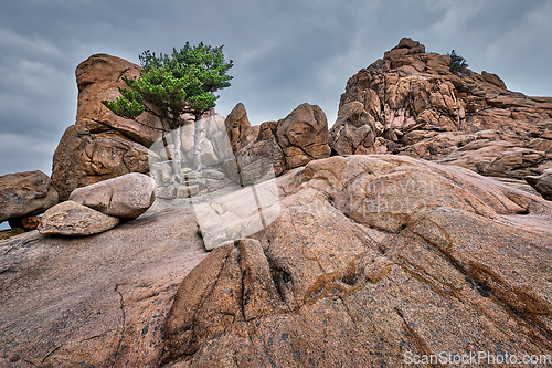 Image of Rock with pine trees in Seoraksan National Park, South Korea