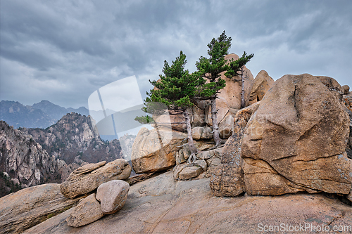 Image of Rock with pine trees in Seoraksan National Park, South Korea