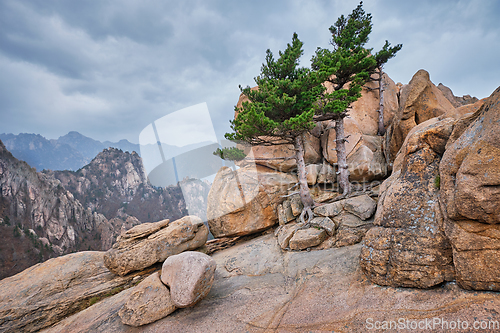 Image of Rock with pine trees in Seoraksan National Park, South Korea