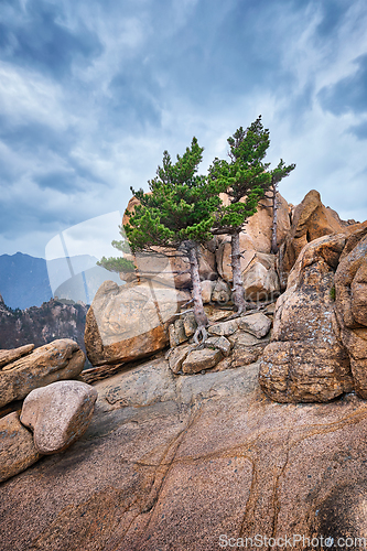 Image of Rock with pine trees in Seoraksan National Park, South Korea