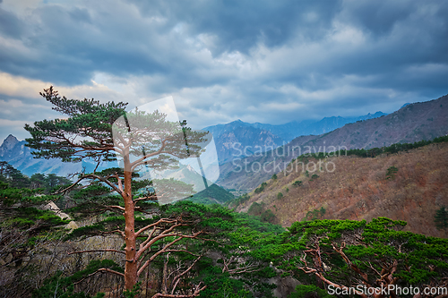Image of Tree in Seoraksan National Park, South Korea