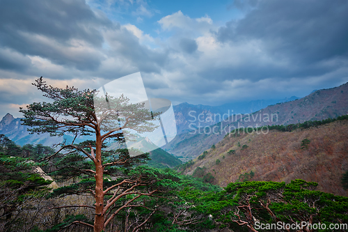 Image of Tree in Seoraksan National Park, South Korea