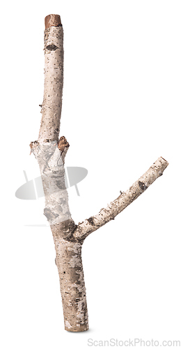 Image of Branch of a birch isolated