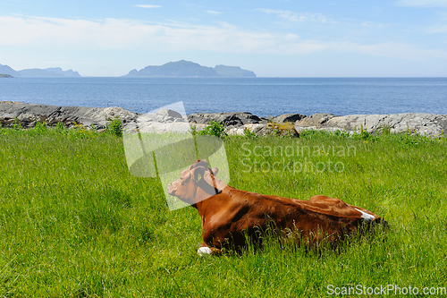 Image of cow lying in the grass by the coast with an island on the horizo
