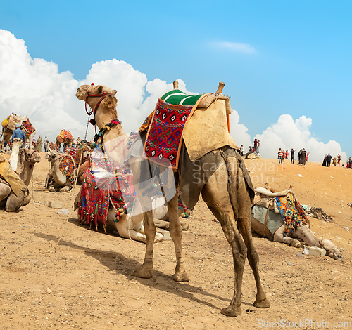 Image of Camels in the Giza Desert