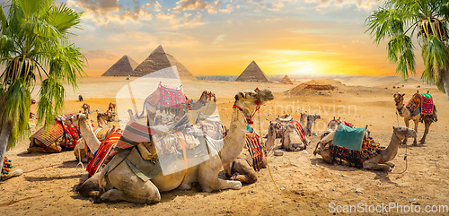 Image of Camels near pyramids