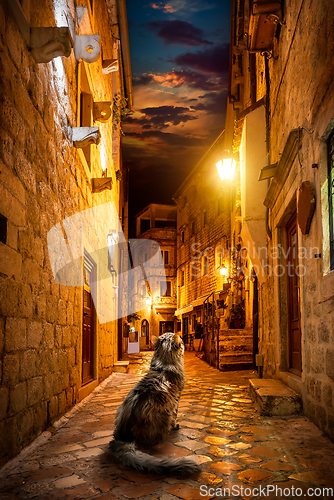 Image of Cat in Kotor