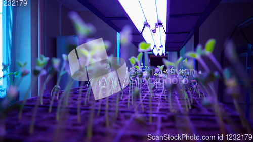 Image of The young seedlings of cucumbers in tray.