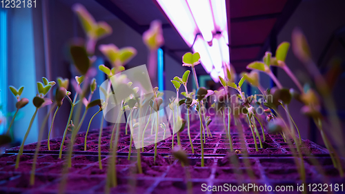 Image of The young seedlings of cucumbers in tray.