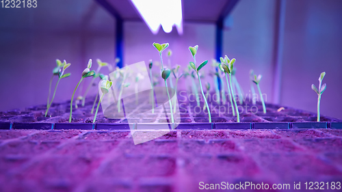 Image of Green sprout growing from seed in square boxes. Symbol of new life