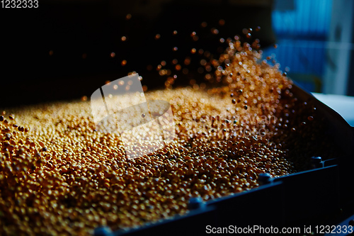 Image of Soy Bean Seed before crack. Shallow dof.