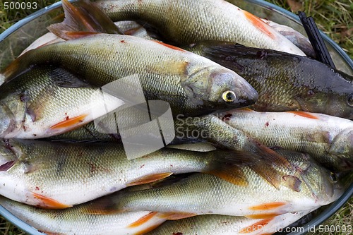 Image of perch