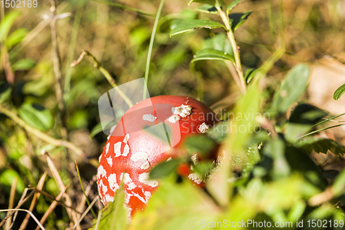 Image of poisonous mushrooms