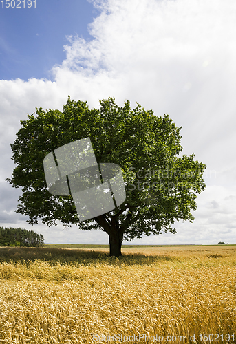 Image of lonely oak growing in a field