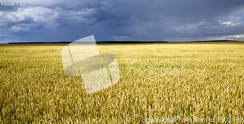 Image of agricultural field with yellowed wheat