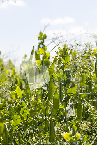 Image of field with green peas