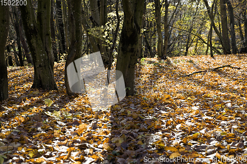 Image of Wet fallen foliage deciduous trees