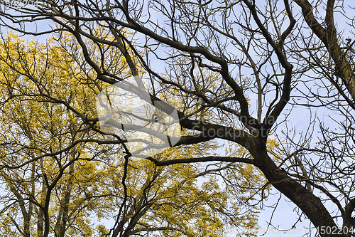 Image of yellow green foliage on maple branches What is the specificity of the autumn season, part of the tree