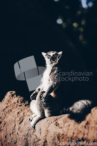 Image of Ring-tailed lemur sitting on the sun on Madagascar.