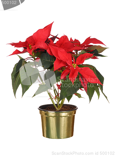 Image of Poinsettia