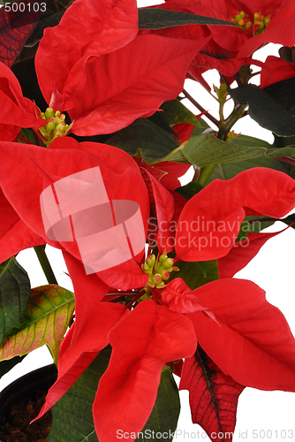 Image of Poinsettia