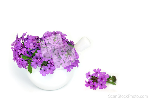 Image of Purple Verbena Flowers used in Natural Herbal Medicine
