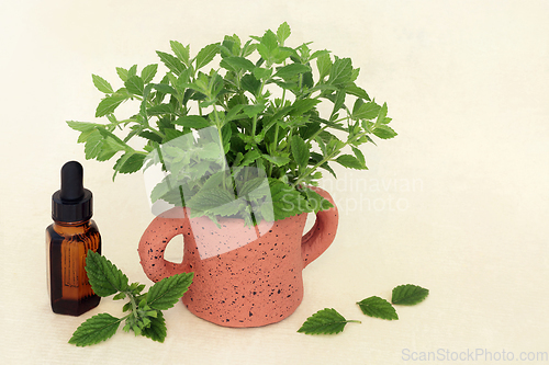 Image of Lemon Balm Herb Herbal Medicine to Reduce Anxiety