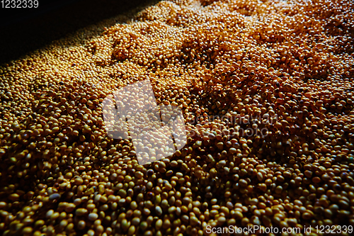 Image of Soy Bean Seed before crack. Shallow dof.