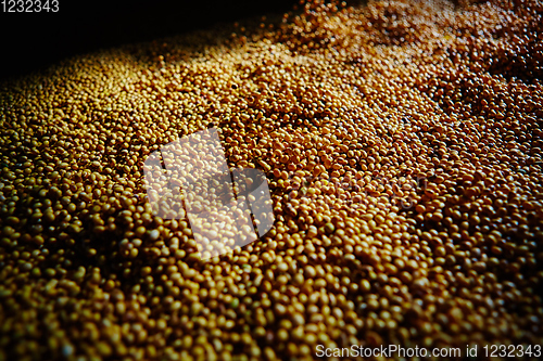 Image of Soy Bean Seed before crack. Shallow dof.