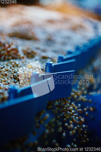 Image of Soy Bean Seed before crack. Shallow dof.