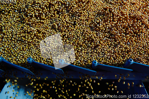 Image of Soy Bean Seed before crack. Shallow dof.