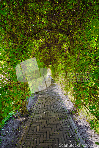 Image of Green berceau arbour overgrown garden path