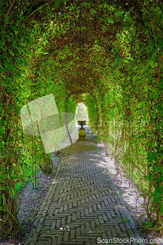 Image of Green berceau arbour overgrown garden path