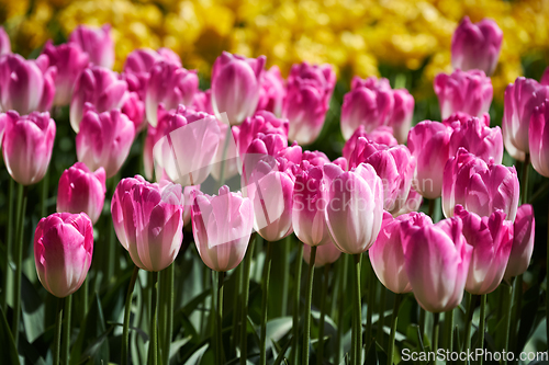 Image of Blooming tulips flowerbed in Keukenhof flower garden, Netherlands